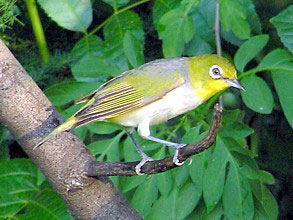 Silvereye