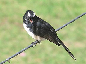 Willie Wagtail