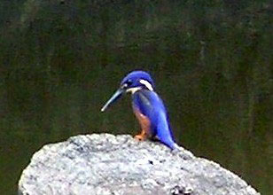 Azure Kingfisher