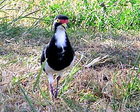 Banded Lapwing