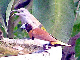 Brown Honeyeater and Chestnut-breasted Mannikin