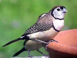 Double-barred Finch