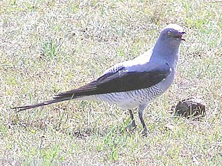 Ground Cuckoo-shrike