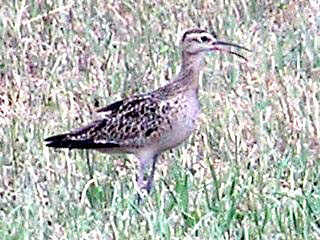 Little Curlew