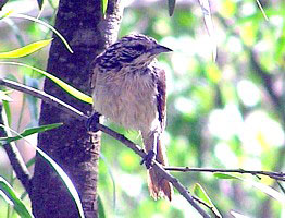 Striped Honeyeater