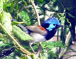 Variegated Fairywren