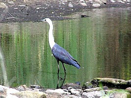 White-necked Heron