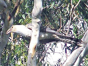 Channel-billed Cuckoo