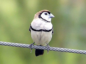 Double-barred Finch