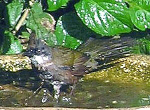 Eastern Whipbird