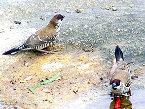 Plum-headed Finches