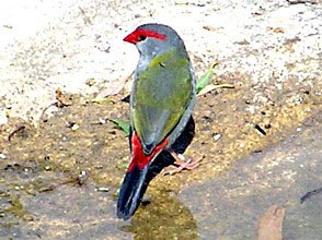 Red-browed Finch