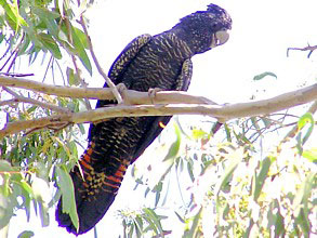 Red-tailed Black Cockatoo