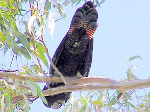 Red-tailed Black Cockatoo