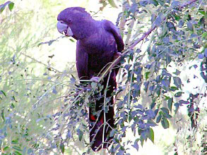 Red-tailed Black Cockatoo