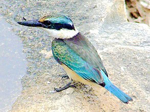 Sacred Kingfisher