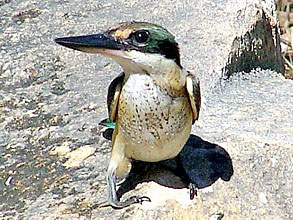 Sacred Kingfisher