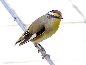 Striated Pardalote