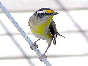 Striated Pardalote