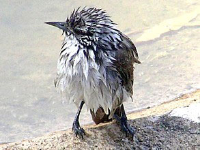 Striped Honeyeater