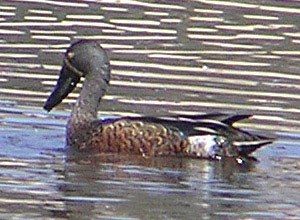 Australasian Shoveler