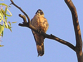 Australian Hobby