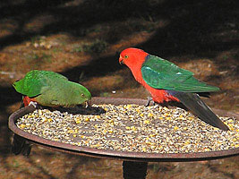 King Parrots