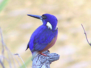 Azure Kingfisher