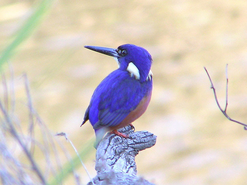 Azure Kingfisher