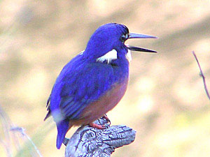 Azure Kingfisher