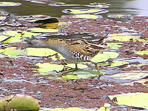 Baillon's Crake