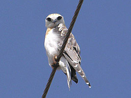 Black-shouldered Kite