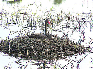 Black Swan on nest