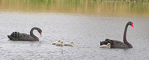 Black Swans with young