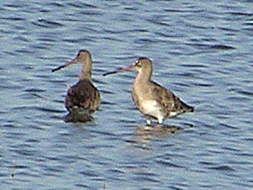 Black-tailed Godwits