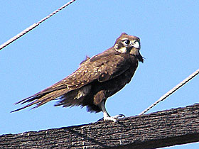 Brown Falcon