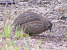 Brown Quail