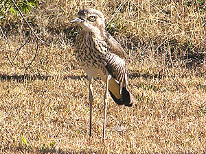 Bush Stone-curlew