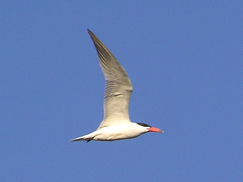 Caspian Tern