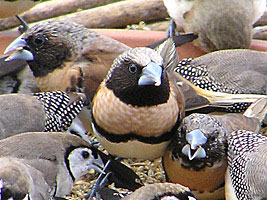 Chestnut-breasted Mannikins