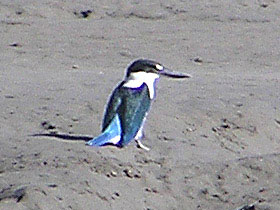 Collared Kingfisher