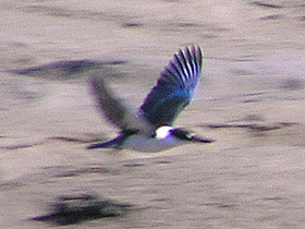 Collared Kingfisher