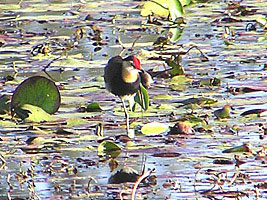 Comb-crested Jacana