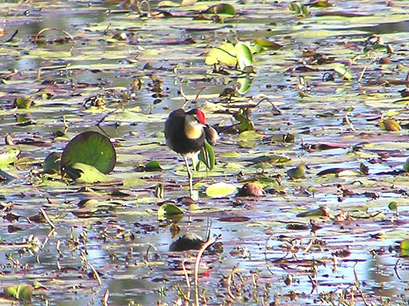 Comb-crested Jacana