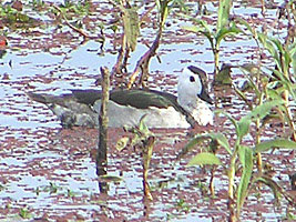 Cotton Pygmy Goose