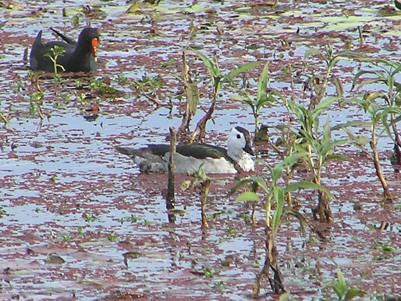 Cotton Pygmy Goose