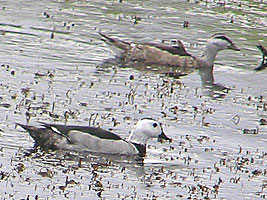 Cotton Pygmy Goose