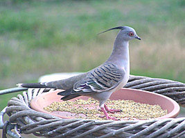 Crested Pigeon