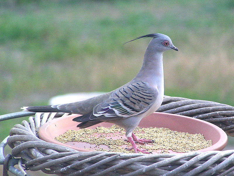 Crested Pigeon