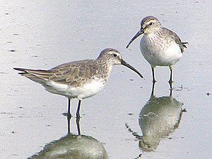 Curlew Sandpiper